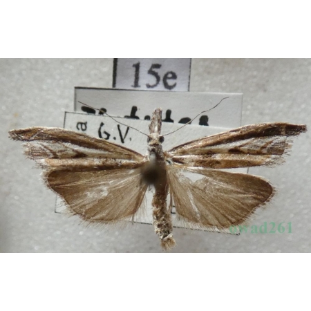 Platytes alpinella (Hübner, 1813) Czech15e